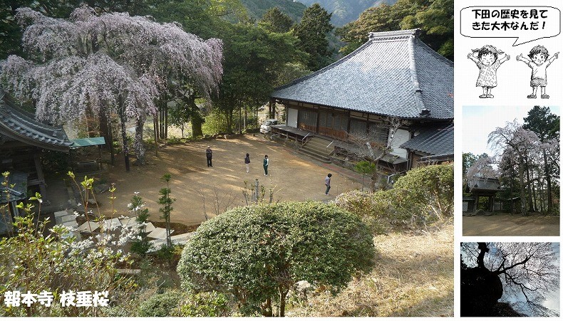 まち遺産（報本寺枝垂桜）