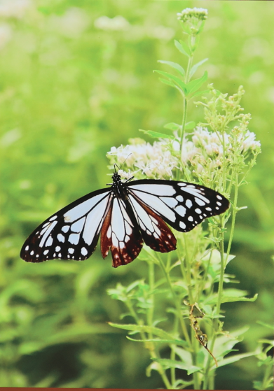 アサギマダラ1 アサギマダラ1