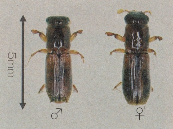 カシナガ写真1 カシナガ写真1